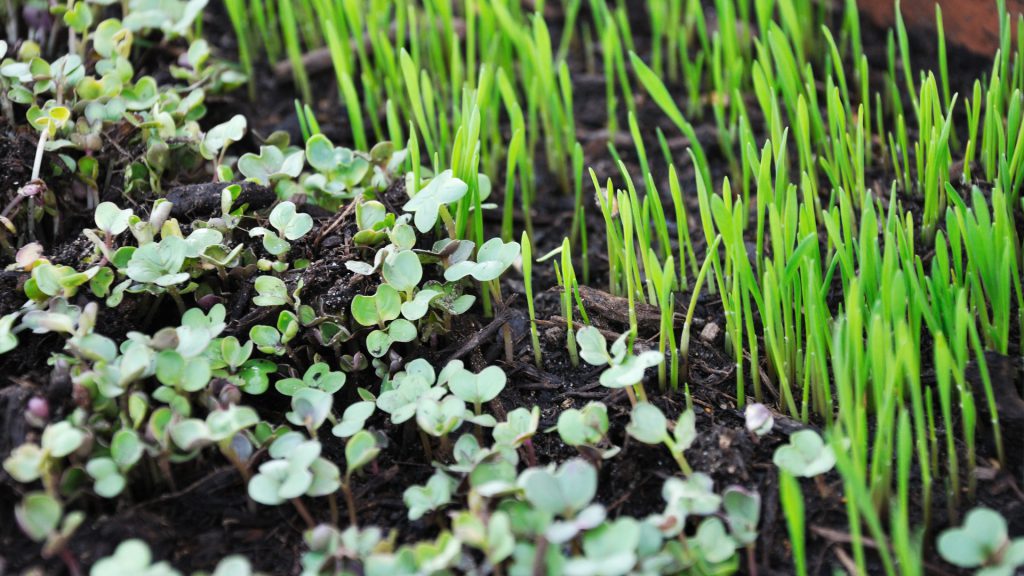 microgreens in dirt