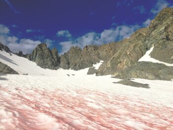 "Blood" colored snow from algae