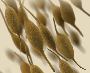 Mycoplasma pneumoniae bacteria