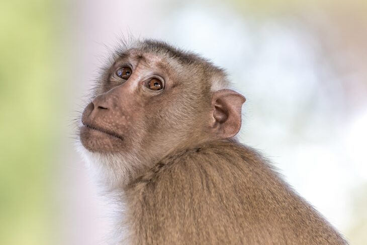 Researchers created hybrid monkeys from stem cells